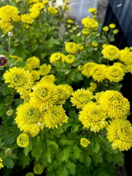 CHRYSANTHEMUM Kermit